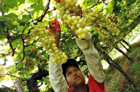 Planos para apoiar o agronegócio e a agricultura familiar