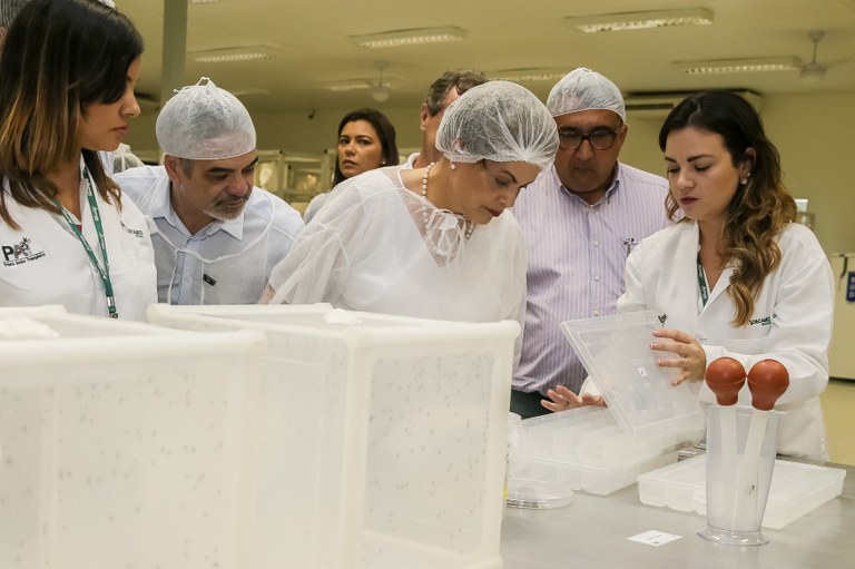  Presidenta Dilma Rousseff durante visita à Biofábrica Moscamed Brasil - Projeto Aedes Transgênico-PAT. Juazeiro-BA, 19/02/2016  