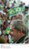 Presidente Lula durante cerimônia de lançamento da Universidade do Pampa.jpg