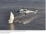 Helicóptero do presidente Lula faz sobrevôo de boas-vindas ao barco Brasil 1, que participa da mais importante regata de volta ao mundo. Sob o comando de Torben Grael.jpg