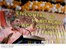 Presidente Lula discursa durante abertura do II Encontro de Habitação da Agricultura Familiar.jpg